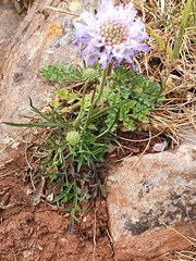 Knautia arvensis