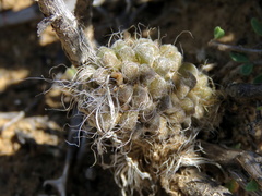 Anacampseros albidiflora