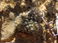 Anacampseros albidiflora