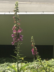 Digitalis purpurea