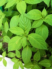 Impatiens parviflora