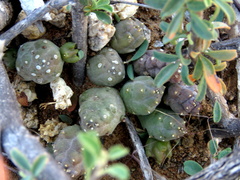 Piaranthus comptus