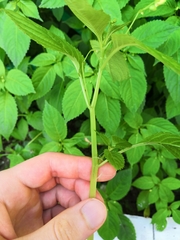 Impatiens parviflora