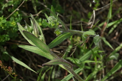 Erigeron acris brachycephalus