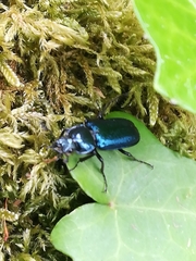 Platycerus