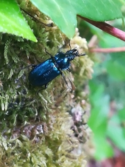 Platycerus
