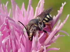 Pseudoanthidium nanum