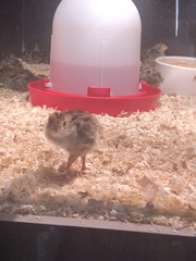 Coturnix
