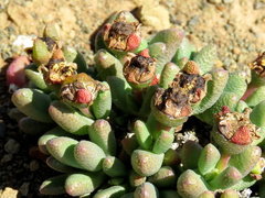 Rhinephyllum