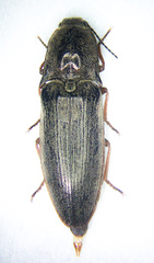 Actenicerus cuprascens