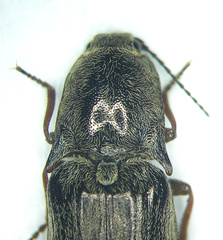 Actenicerus cuprascens