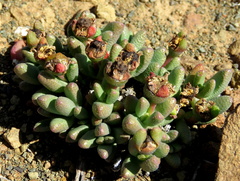 Rhinephyllum