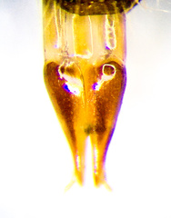 Actenicerus cuprascens