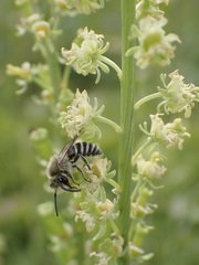 Colletes marginatus