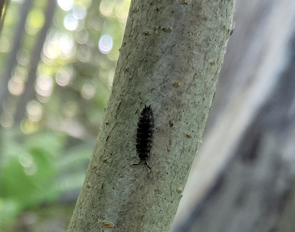 Woolice Rocks Woodlice, Pillbugs, and Rock Slaters from Gloucester, MA 01930, USA on ...