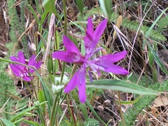 Clarkia biloba