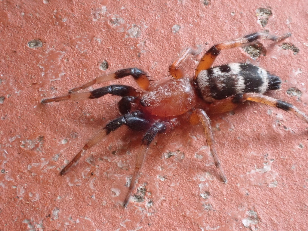Variegated Ground Spider