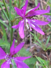 Clarkia biloba