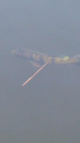 Cichla ocellaris