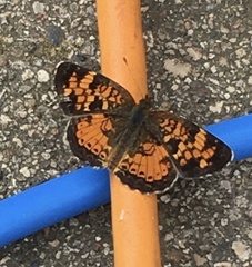 Phyciodes batesii