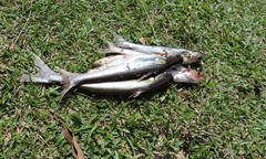 Pangasius polyuranodon