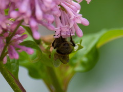 Bombus consobrinus