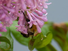 Bombus consobrinus