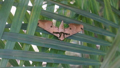 Adhemarius daphne daphne