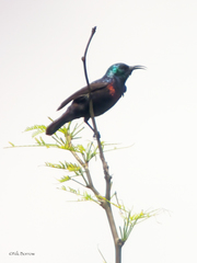 Cinnyris bifasciatus microrhynchus