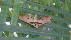 Adhemarius daphne daphne