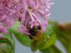 Bombus consobrinus