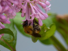 Bombus consobrinus