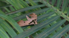 Adhemarius daphne daphne