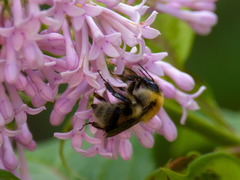 Bombus consobrinus