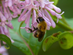 Bombus consobrinus
