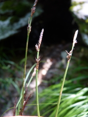 Carex albicans
