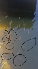 Astronotus ocellatus