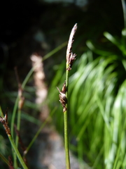Carex albicans