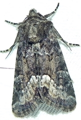 Oligia strigilis