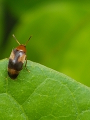 Anaspis quadrimaculata