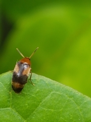 Anaspis quadrimaculata