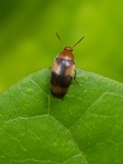 Anaspis quadrimaculata