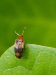 Anaspis quadrimaculata