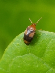 Anaspis quadrimaculata