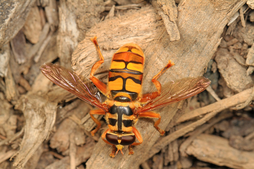 Virginia Giant Hover Fly photo 3