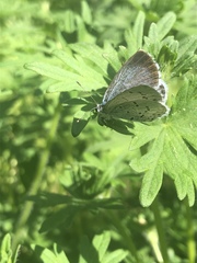 Celastrina argiolus