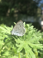 Celastrina argiolus