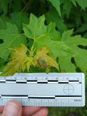 Poecilocapsus lineatus