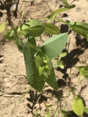 Rudbeckia amplexicaulis