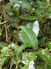 Prunus buxifolia